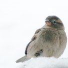 Bird in snow